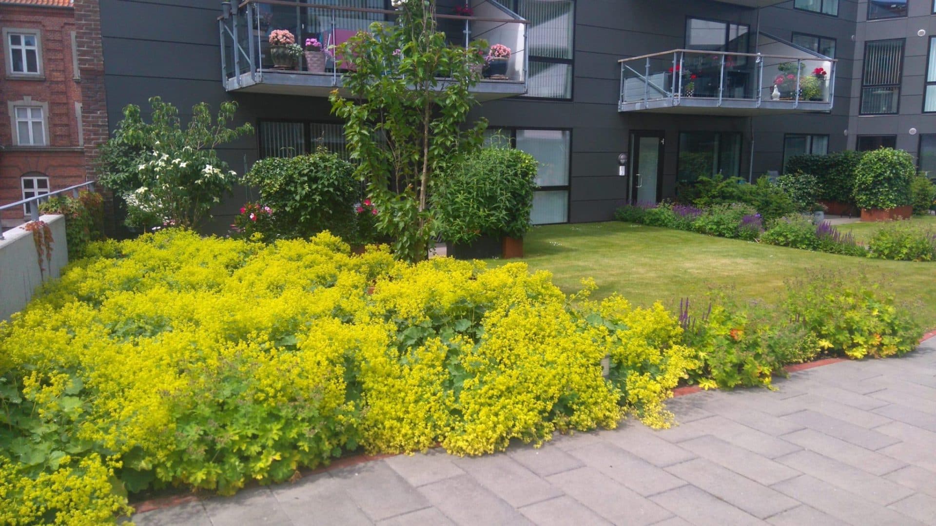 Beplantning i boligområde ovenpå p-hus ved Thors Bakke i Randers