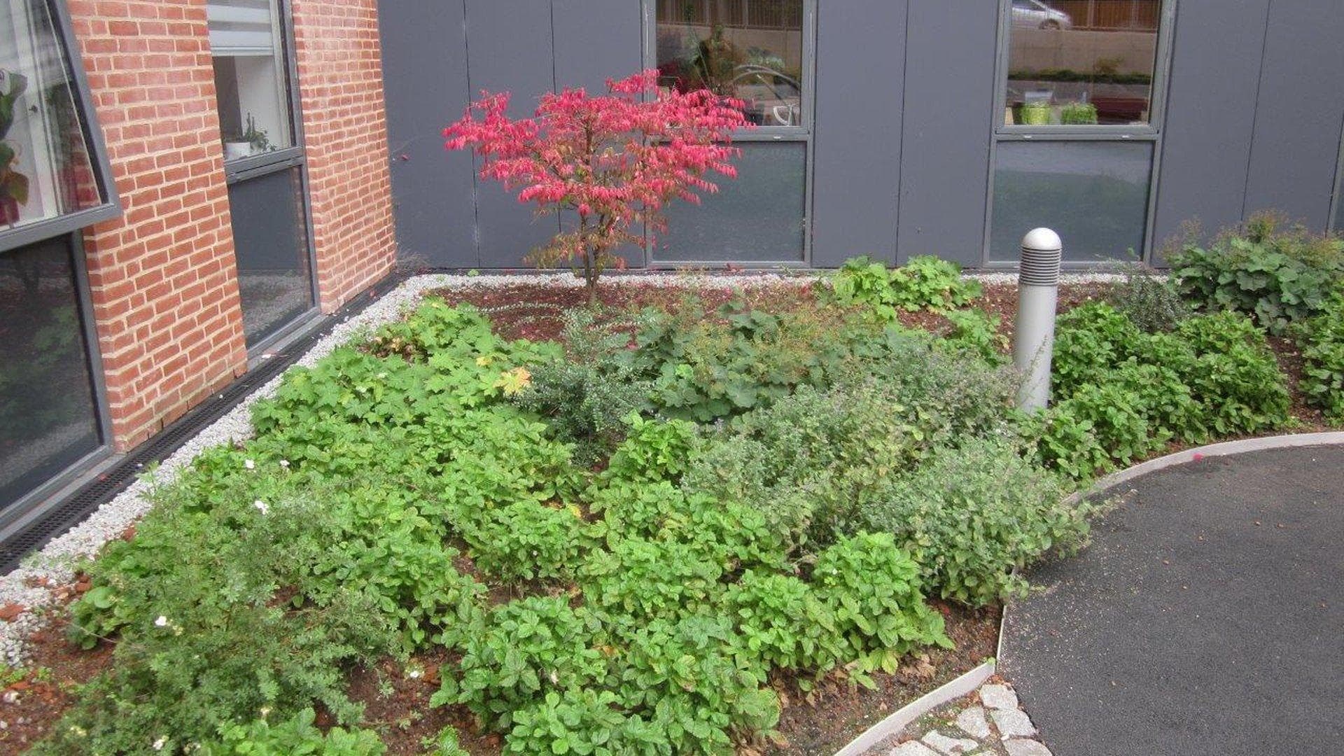 Plantebed med løvfald og rød japansk løn mod murstensfacade og asfaltvej