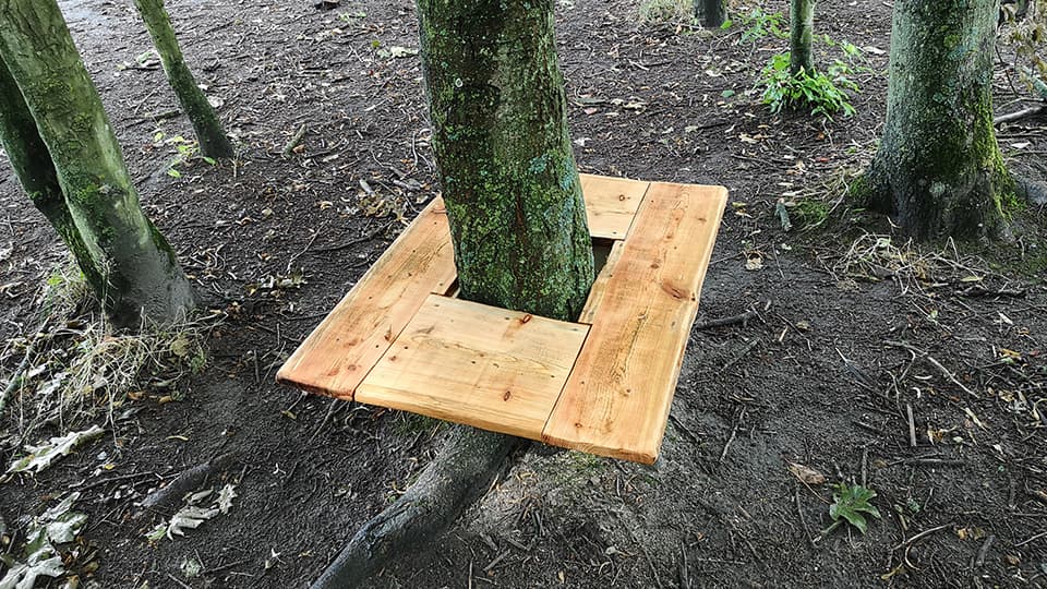 Træplattform omkring trætræ i skovområde med sort muldjord og mos på træstammer