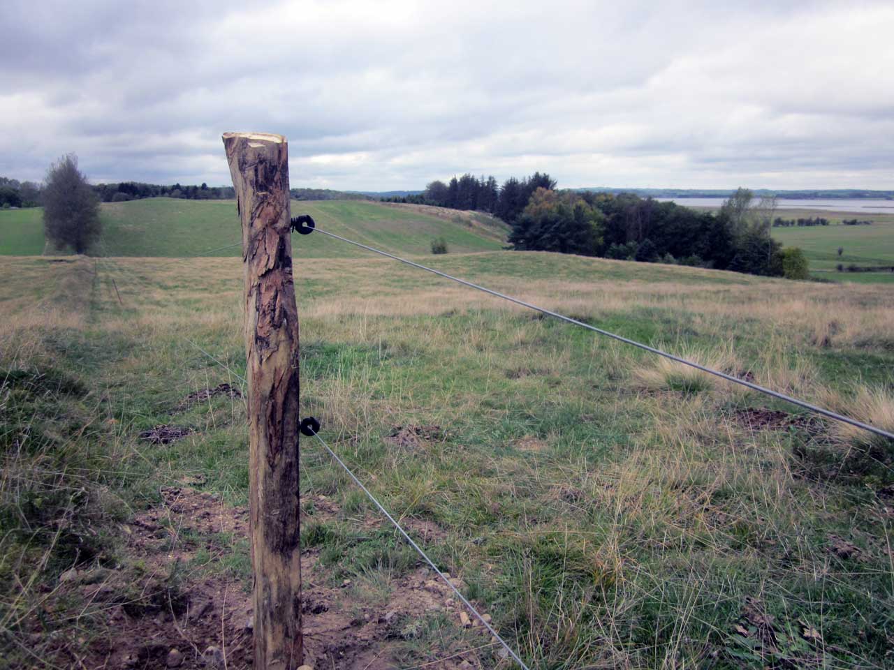 Færdigt naturhegn til afgræsning