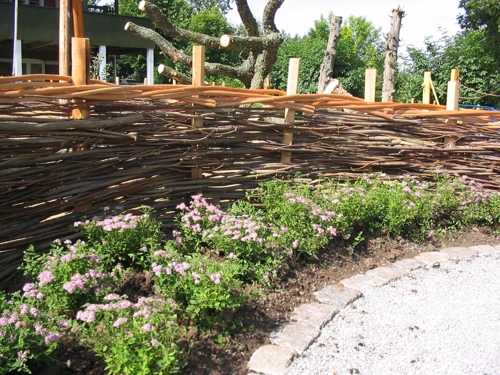 Pilehegn på robinia stolper i Hokus Krokus