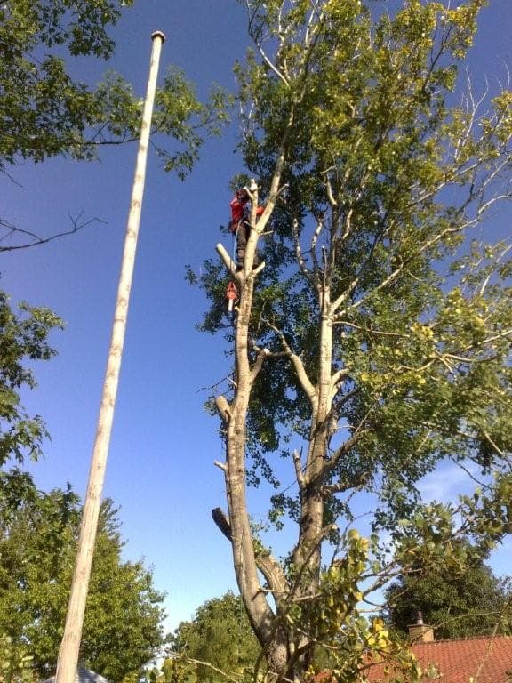 Topkapning af stort træ hos Børnegården i Hornbæk