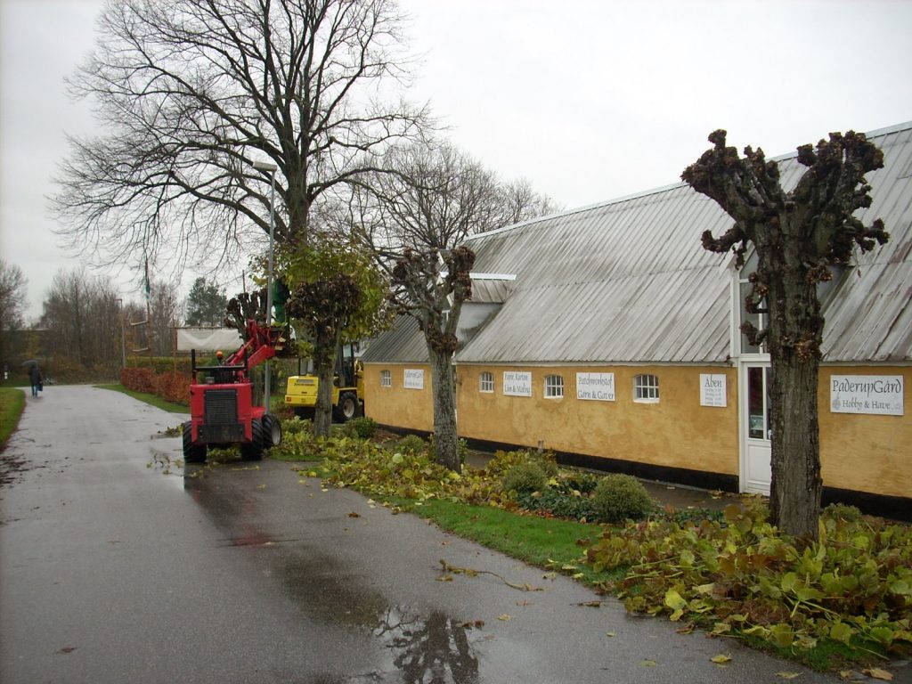 Lindetræer efter styning i december