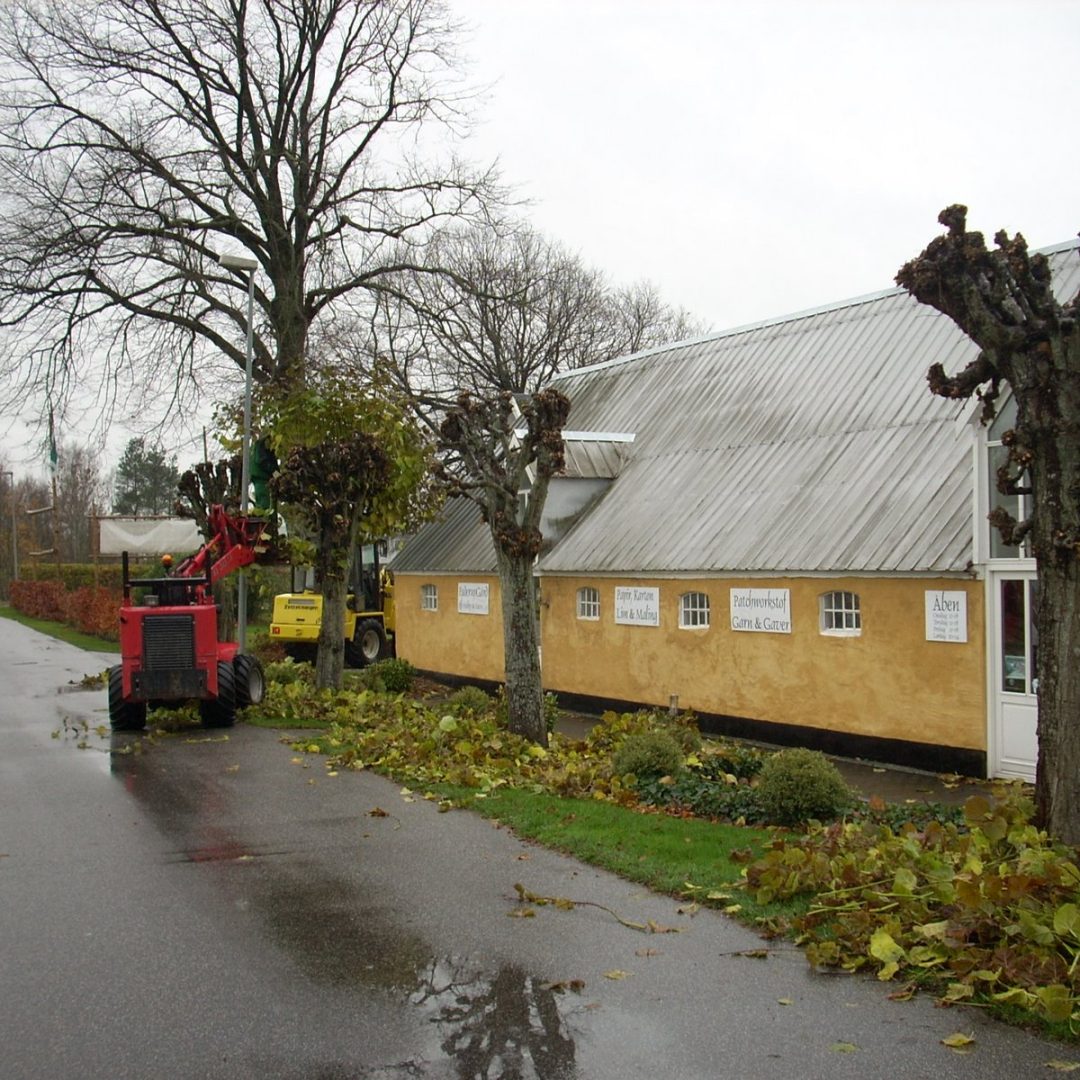 Lindetræer efter styning i december
